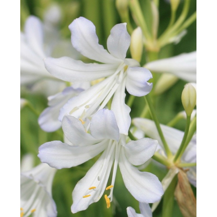 Agapanthus 'Silver Baby'