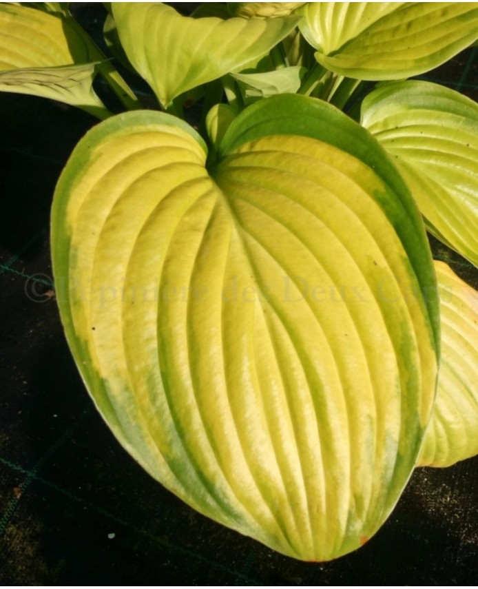 Hosta 'Stained Glass'