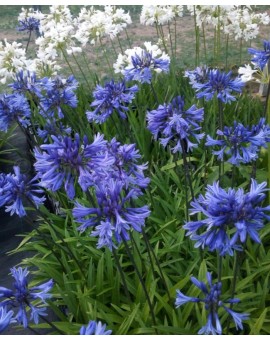 Agapanthus 'African Queen'