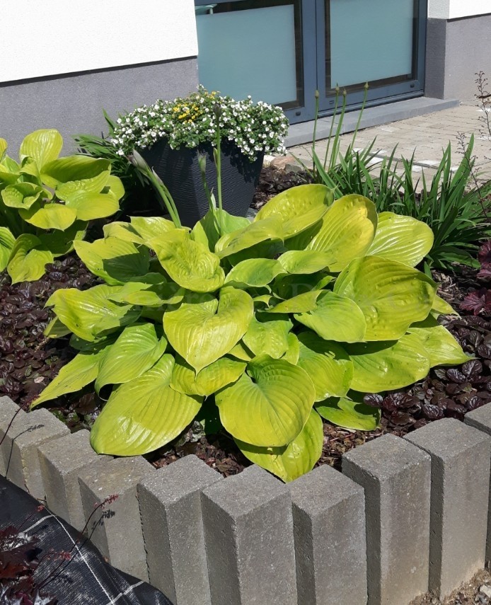 Hosta 'Sum and Substance' Hosta taille extra-large