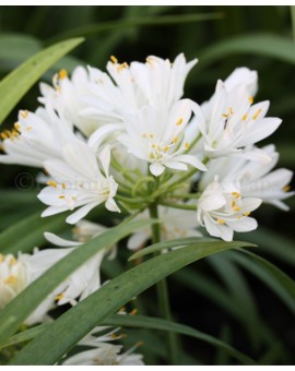 Agapanthus 'Double Diamond' ® Agapanthes blanches