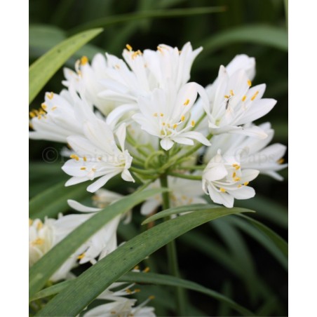 Agapanthus 'Double Diamond' Agapanthes blanches