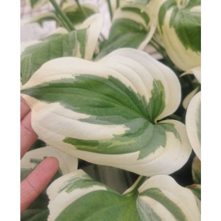 Hosta 'Fragrant Queen'