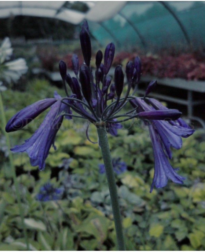 Agapanthus 'Black Pantha' ®