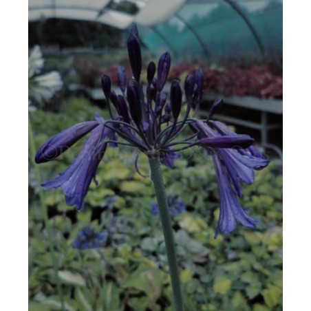 Agapanthus 'Black Pantha' ®