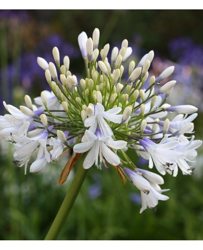 Agapanthus 'Queen Mum'