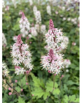 Tiarella 'Angel Wings' ® Tiarella