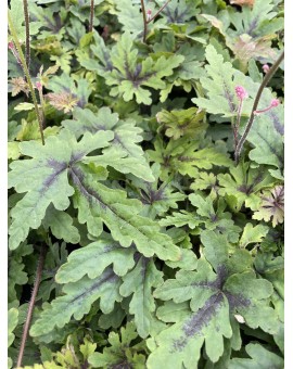 Tiarella 'Angel Wings' ® Tiarella