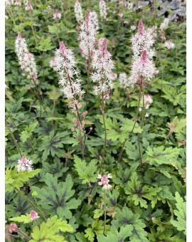 Tiarella 'Angel Wings' ® Tiarella