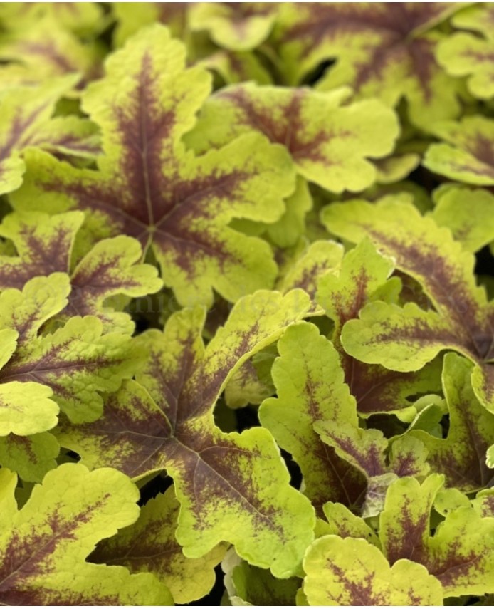 x Heucherella 'Keith Haring'