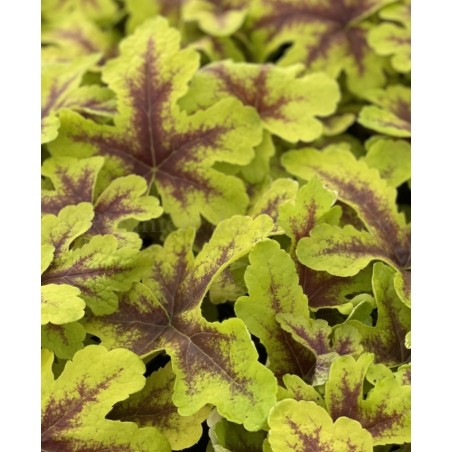 x Heucherella 'Keith Haring'