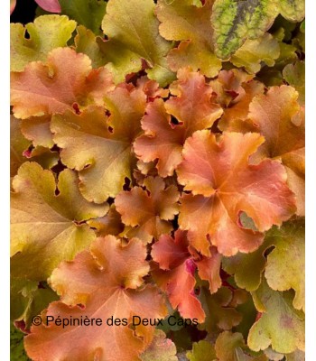 Heuchera 'Amber Gloss'