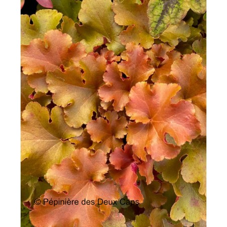 Heuchera 'Amber Gloss'