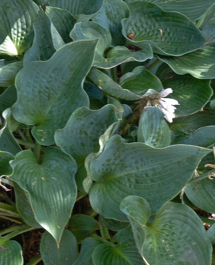 Hosta ‘Blue Wedgwood’ - spécialiste en Hosta - Pépinière des Deux Caps