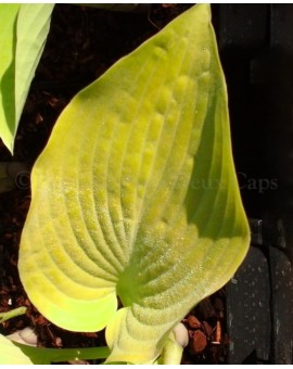 Hosta 'Early Times'