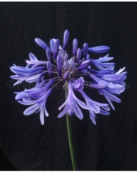 Agapanthus 'African Queen'