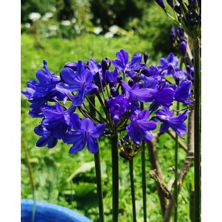 Agapanthus 'Blitz Prestige'  - specialist in Agapanthus - Pépinière des Deux Caps