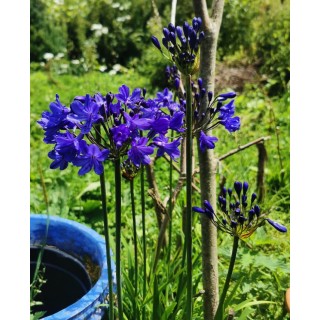 Agapanthus 'Blitz Prestige'