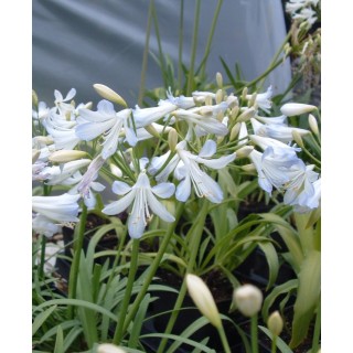 Agapanthus 'Silver Baby'