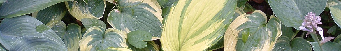 Pepiniere des Deux Caps, a Hosta plants nursery.