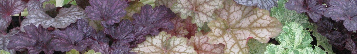 Pepiniere des Deux Caps, specialist growers of Heuchera, Heucherella and Tiarella.