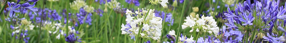 Pepiniere des Deux Caps, a large selection of Agapanthus.