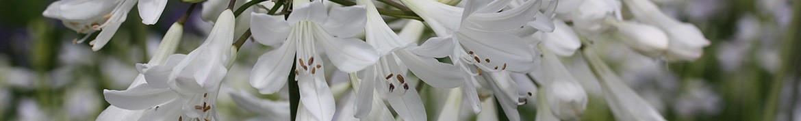 Agapanthes aux grosses fleurs blanches - Pepiniere des Deux Caps. 