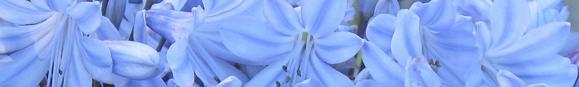 Agapanthus met blauwe bloemen - Pepiniere des Deux Caps.