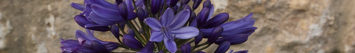 Agapanthus with dark blue or black flowers - Pepiniere des Deux Caps.