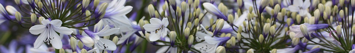 Agapanthes aux fleurs bicolores - Pepiniere des Deux Caps. 