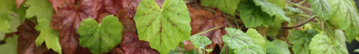 Don't say Heuchera without Heucherella - Pepiniere des Deux Caps