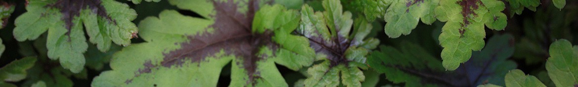 Tiarella