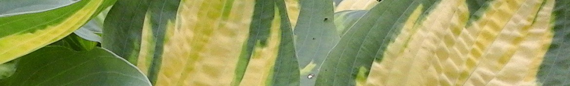 Hosta in size large - Pepiniere des Deux Caps