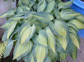 HOSTA