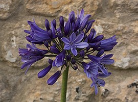 AGAPANTHUS