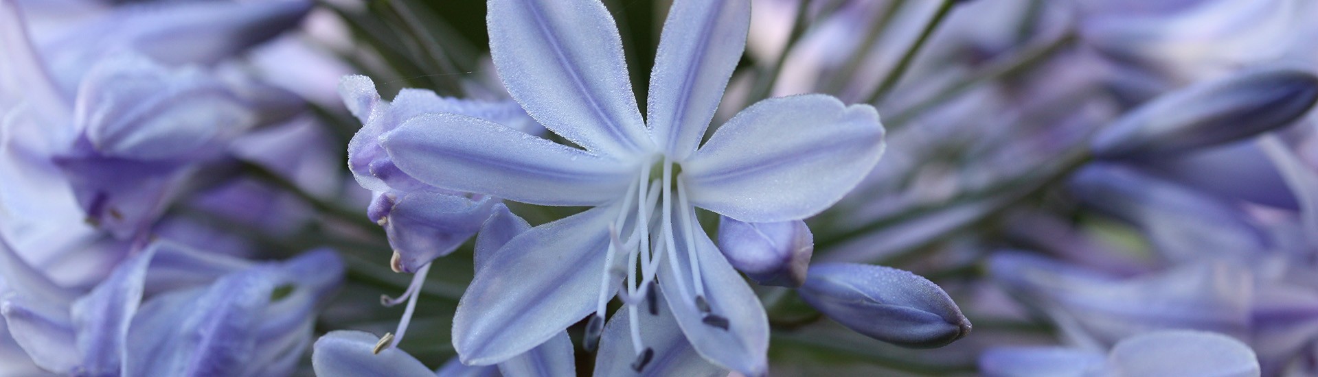 AGAPANTHUS