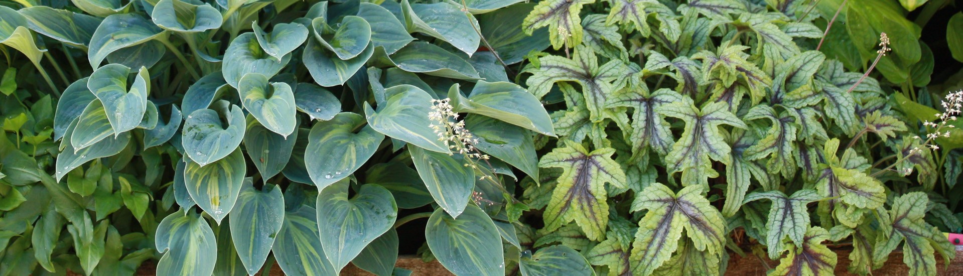 HOSTAS, HEUCHERA ET HEUCHERELLA